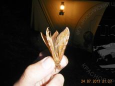 Тонкопряд-кавказский_2